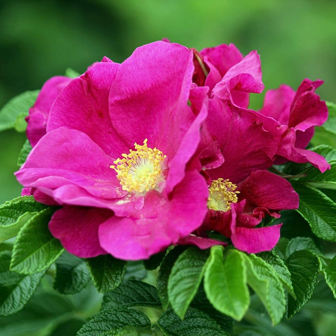 Blooming Wild Botanicals - Wholesale Facial Steam - Wild Flower Facial Steam | Single Serving Gold Tin1