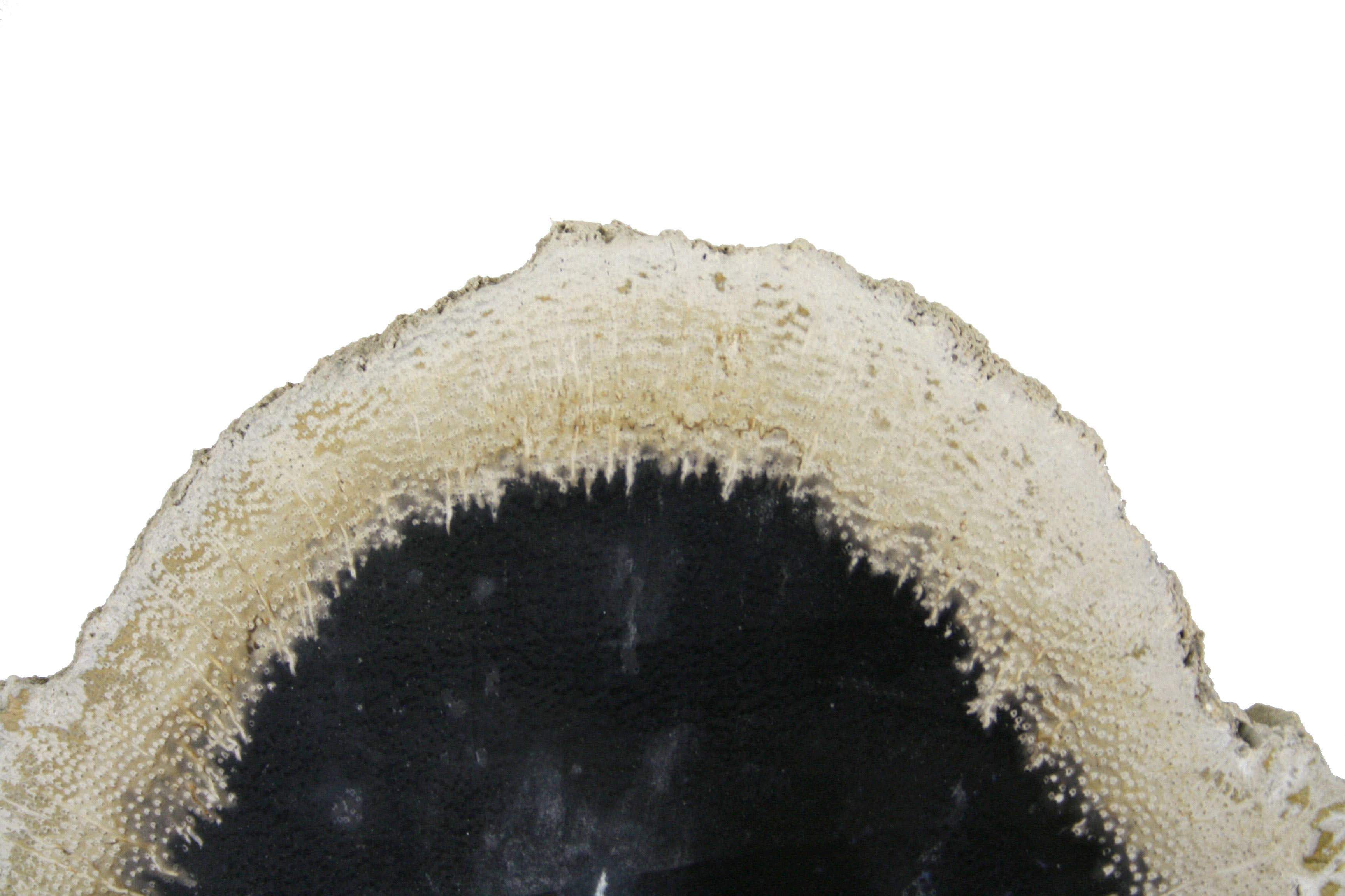 Housewares & Tabletops by Contrast Inc. - Wholesale Cutting Board - Petrified Palm Wood Small Cheese Board2