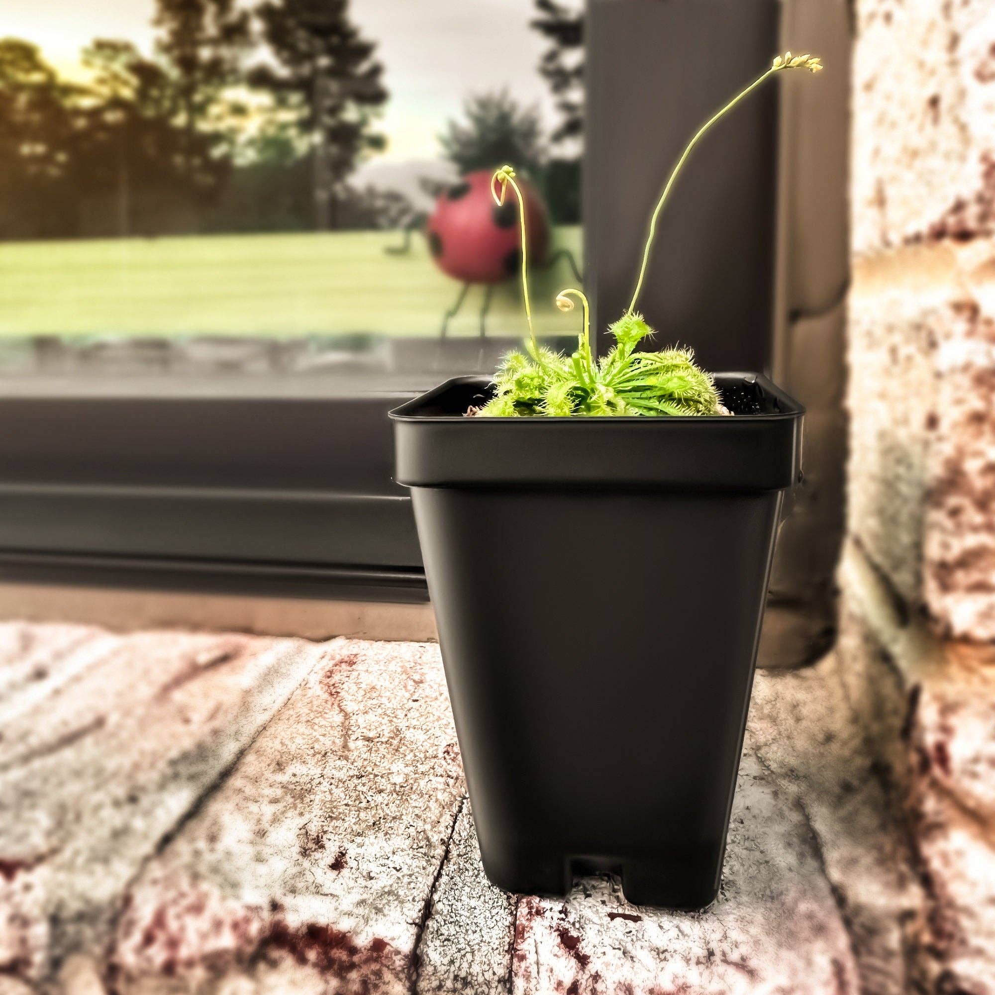 bloomify - Wholesale Live Plant - Large Size Spoon-leaved Sundew Plant. 2” Diameter, Drosera Spatulata, Carnivorous Plant