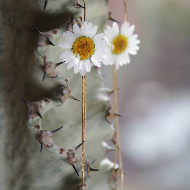 Lakoo Designs – wholesale Hängande örhängen – Äkta Daisy Drop Örhängen2