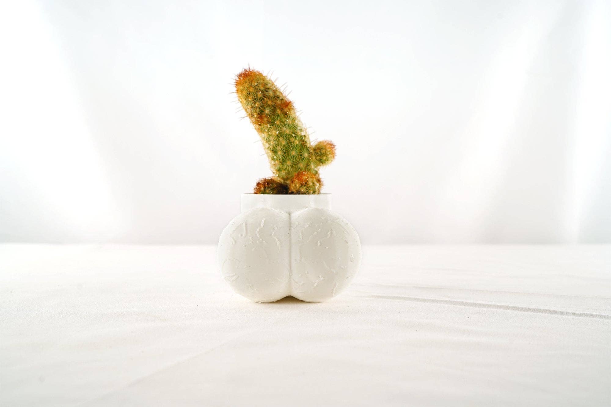 Rosebud Homegoods - Wholesale Plant Pot - Sir Richard Plant Pot, Optional Cactus10