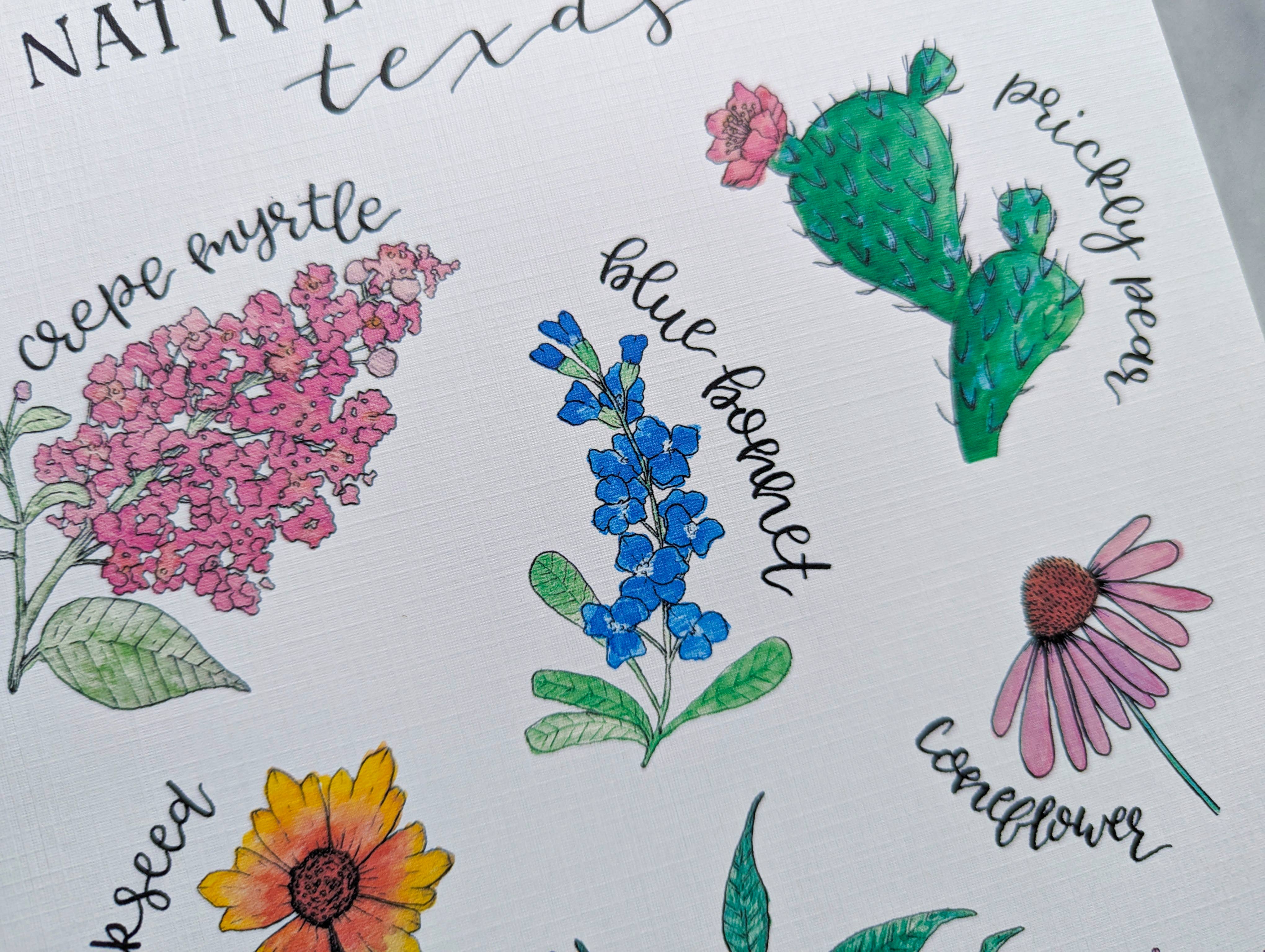 Kallos Ink - Wholesale Art Print - Native Plants of Texas 8x10 Print5