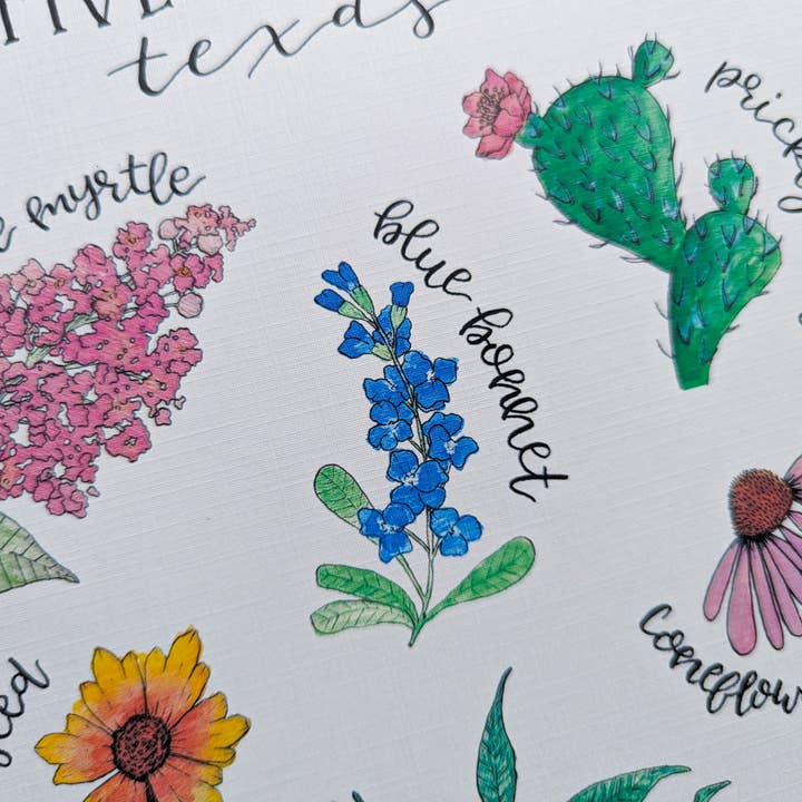 Kallos Ink - Wholesale Art Print - Native Plants of Texas 8x10 Print5