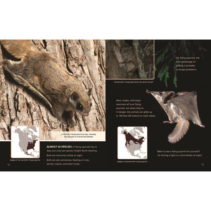 W. W. Norton - Wholesale Early Reader Book (6-8) - Catching Air: Taking the Leap with Gliding Animals5