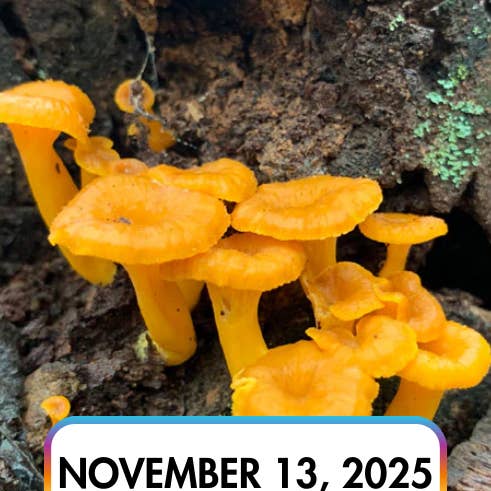 Mushroom Mountain - Wholesale Gift Tag - 11/13/25 - MM Farm Tour
