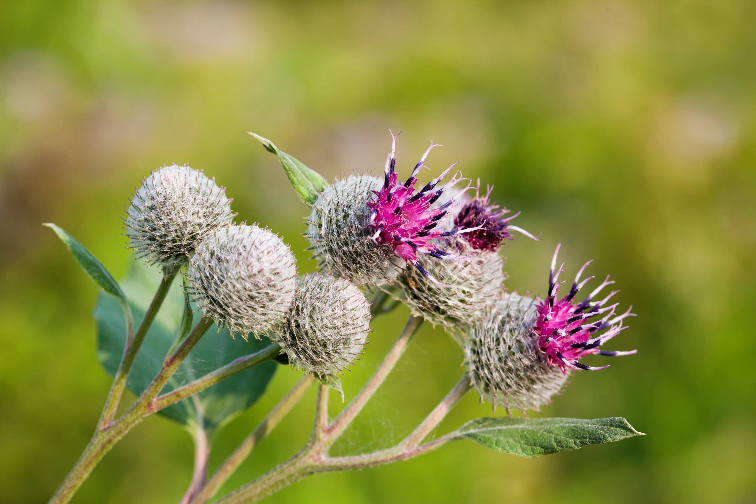 Havuka - Vente Crème hydratante pour le visage - Crème pour le visage Five-Herb2