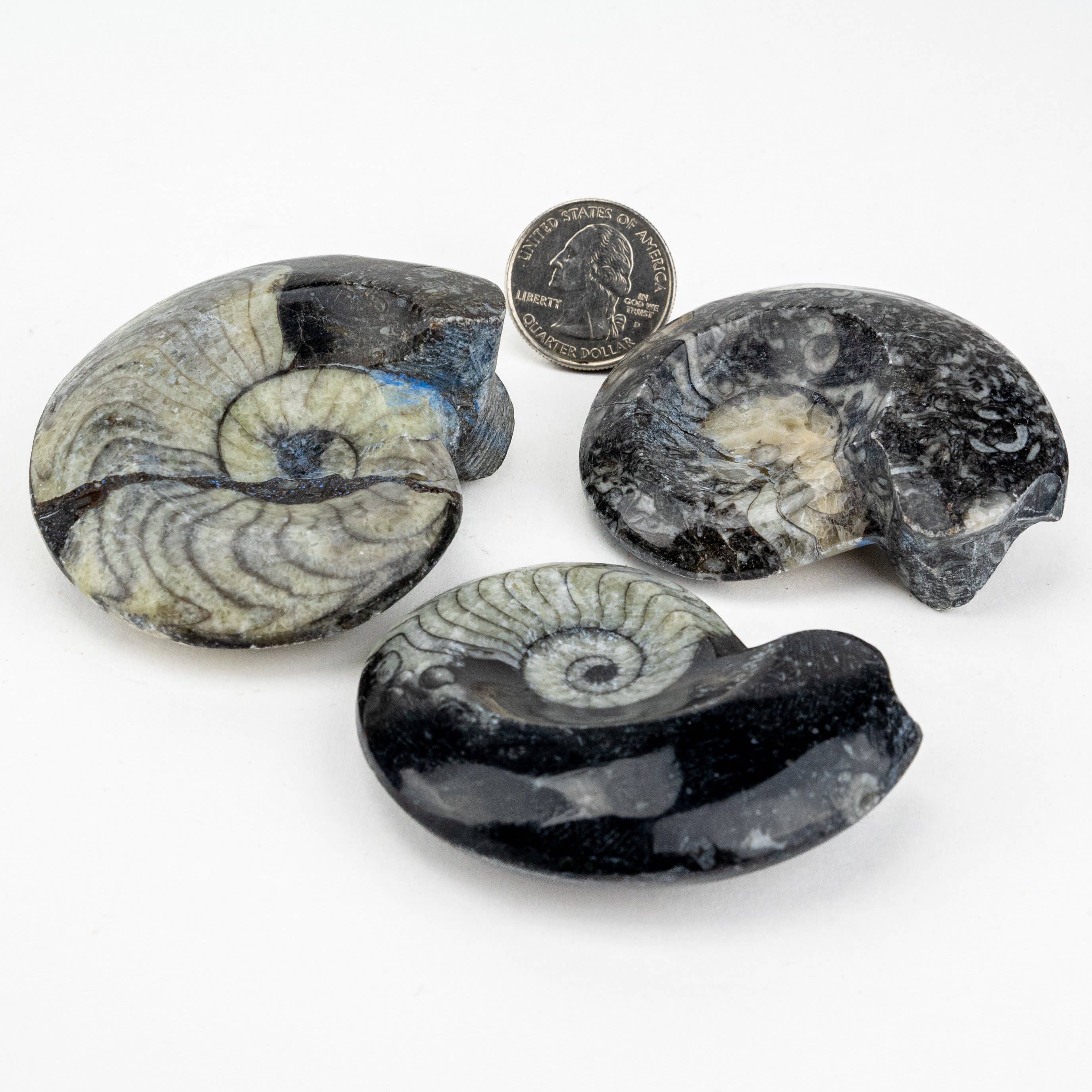 Pelham Grayson Rose - Vente Pierre et cristal de spiritualité - Goniatites fossiles polis du Maroc de 5 à 7,5 cm, noirs3