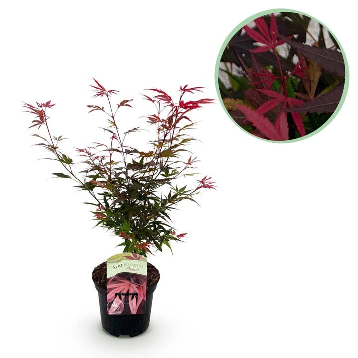 Oasis of Life - Wholesale Live Plant - Japanese Maple – Acer palmatum 'Shaina' – approx. 70 cm high – Ø19 cm – compact variety with deep red foliage – balcony & garden plant1