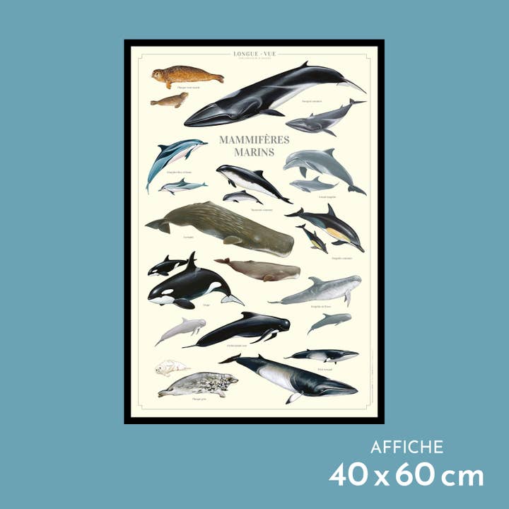 Zeezoogdieren - Poster voor wholesale door Longue-vue