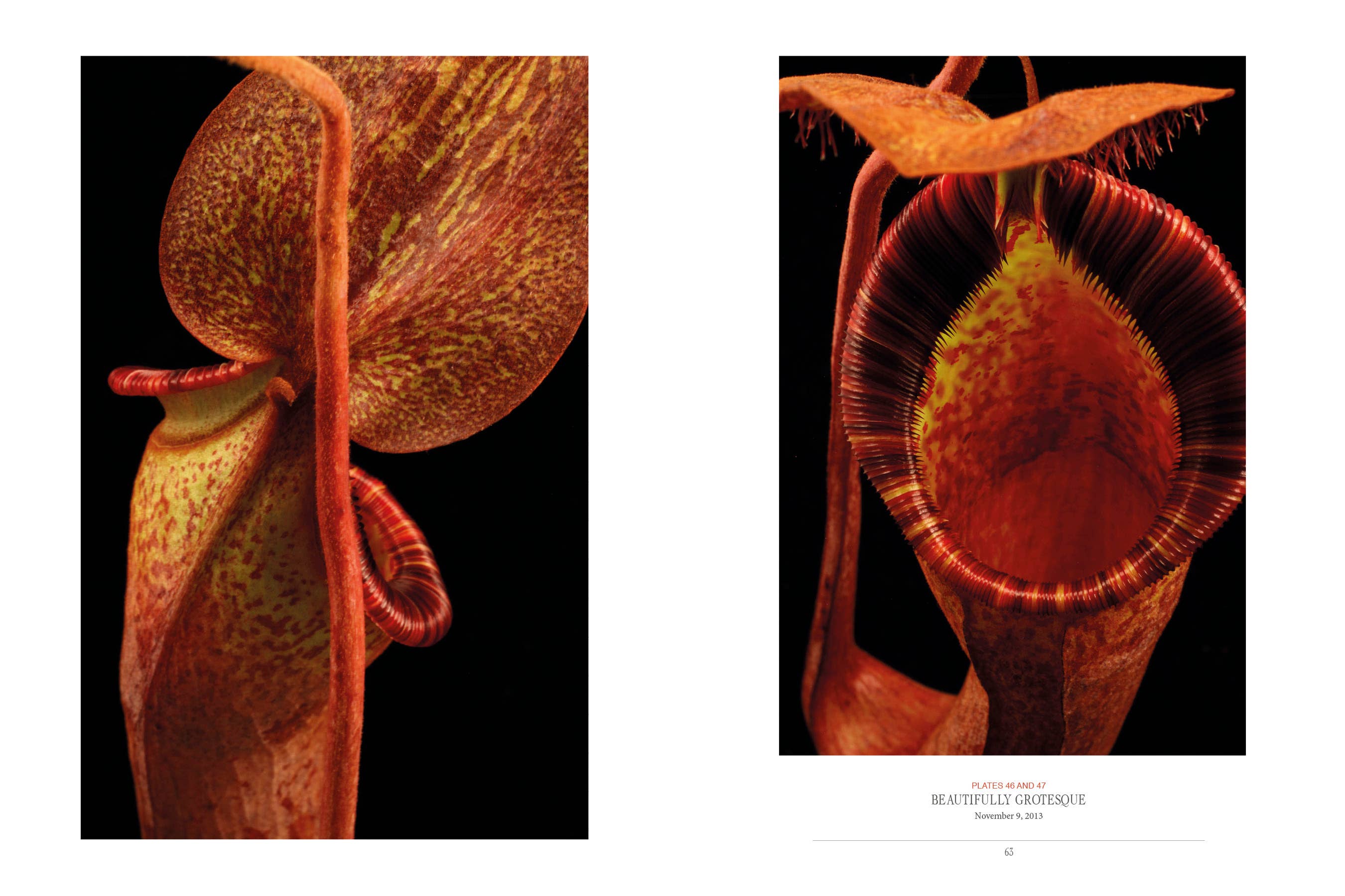 Schiffer Publishing - Venta al por mayor Nature & Outdoors - La siniestra belleza de las plantas carnívoras4