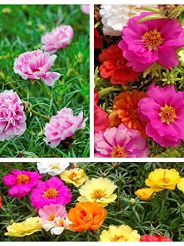 Moss-Rose Purslane eleven o'clock 4 pack x 6000 Seeds for wholesale by The Rike