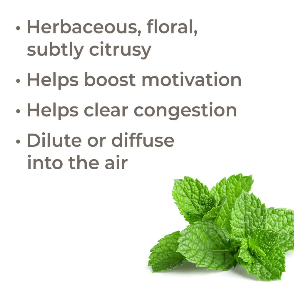 Plant Therapy – wholesale Eterisk olja – Bergamot Mint eterisk olja 10 ml2