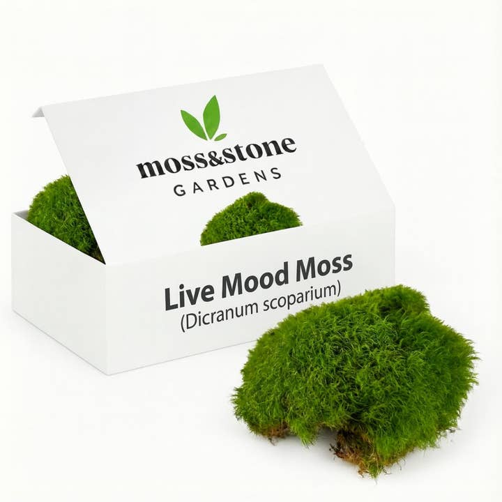 Live Mood/Rock Cap Moss for Terrariums for wholesale by Moss & Stone Gardens