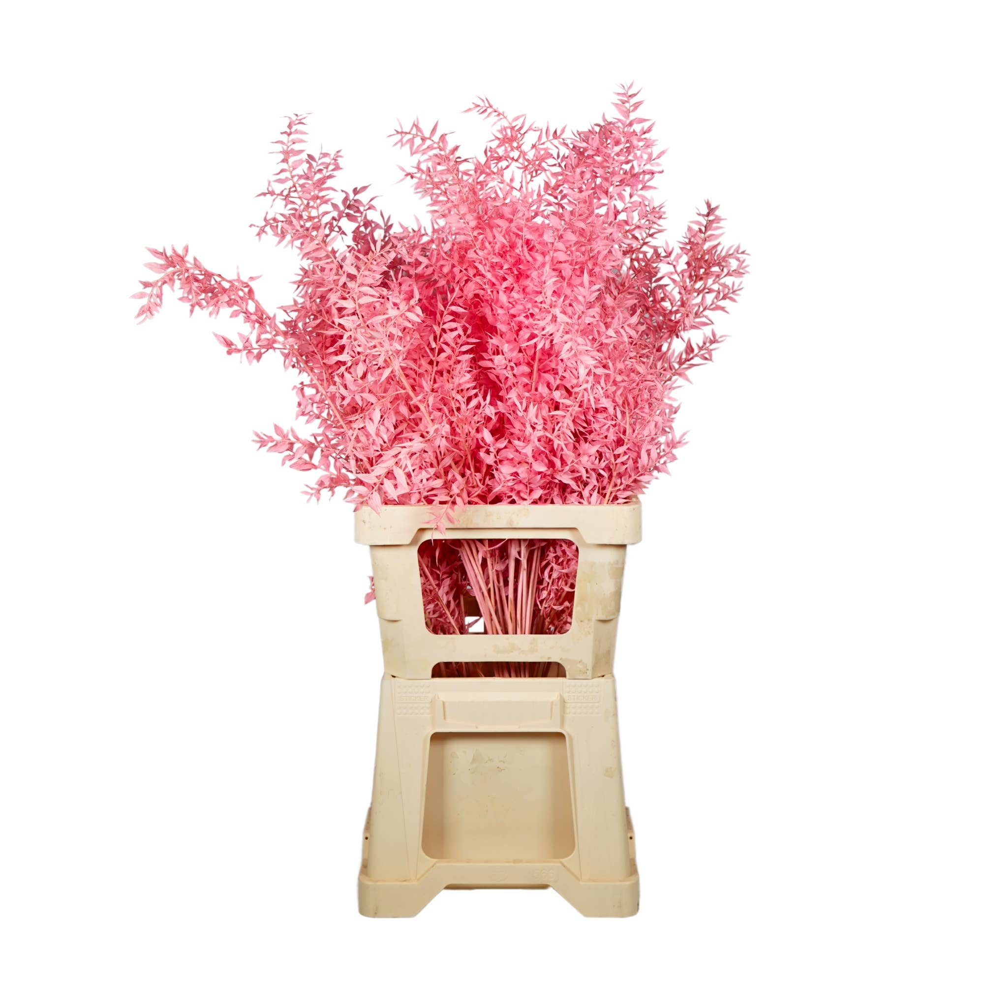 Wildflowers by Floriette - Venta al por mayor Flores secas/prensadas - Flores secas - Ruscus rosa brillante - 7 tallos0