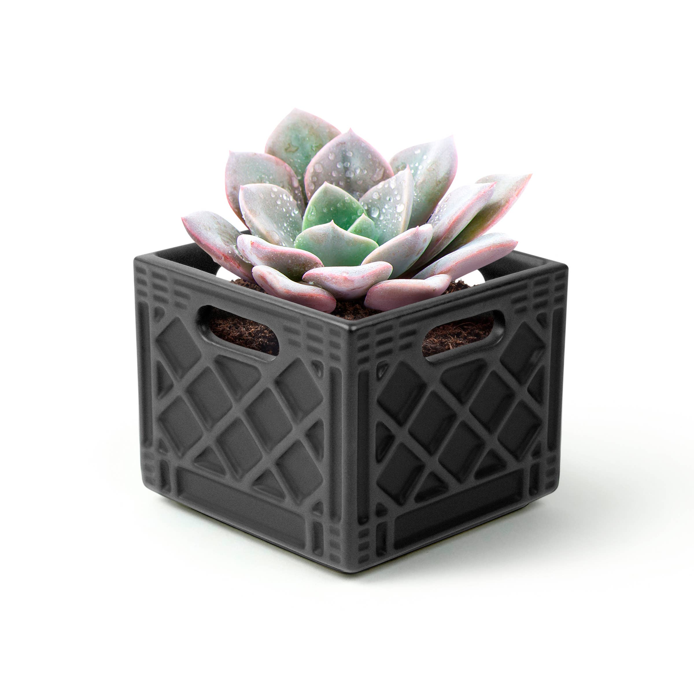 Fred & Friends - Wholesale Plant Pot - Fancy Plants - Planter - Milk Crate2