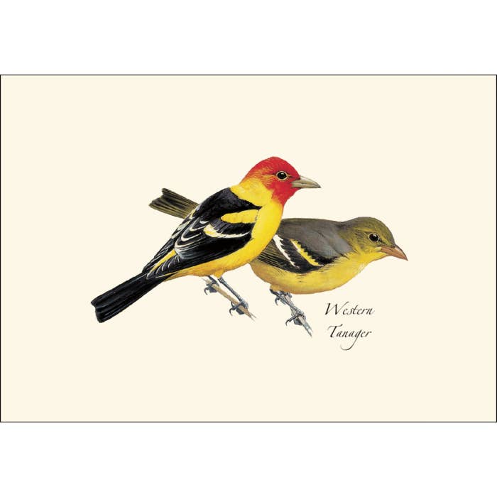 Earth Sky + Water - Wholesale Stationery/Notecard Set - Peterson Western Bird Assortment1