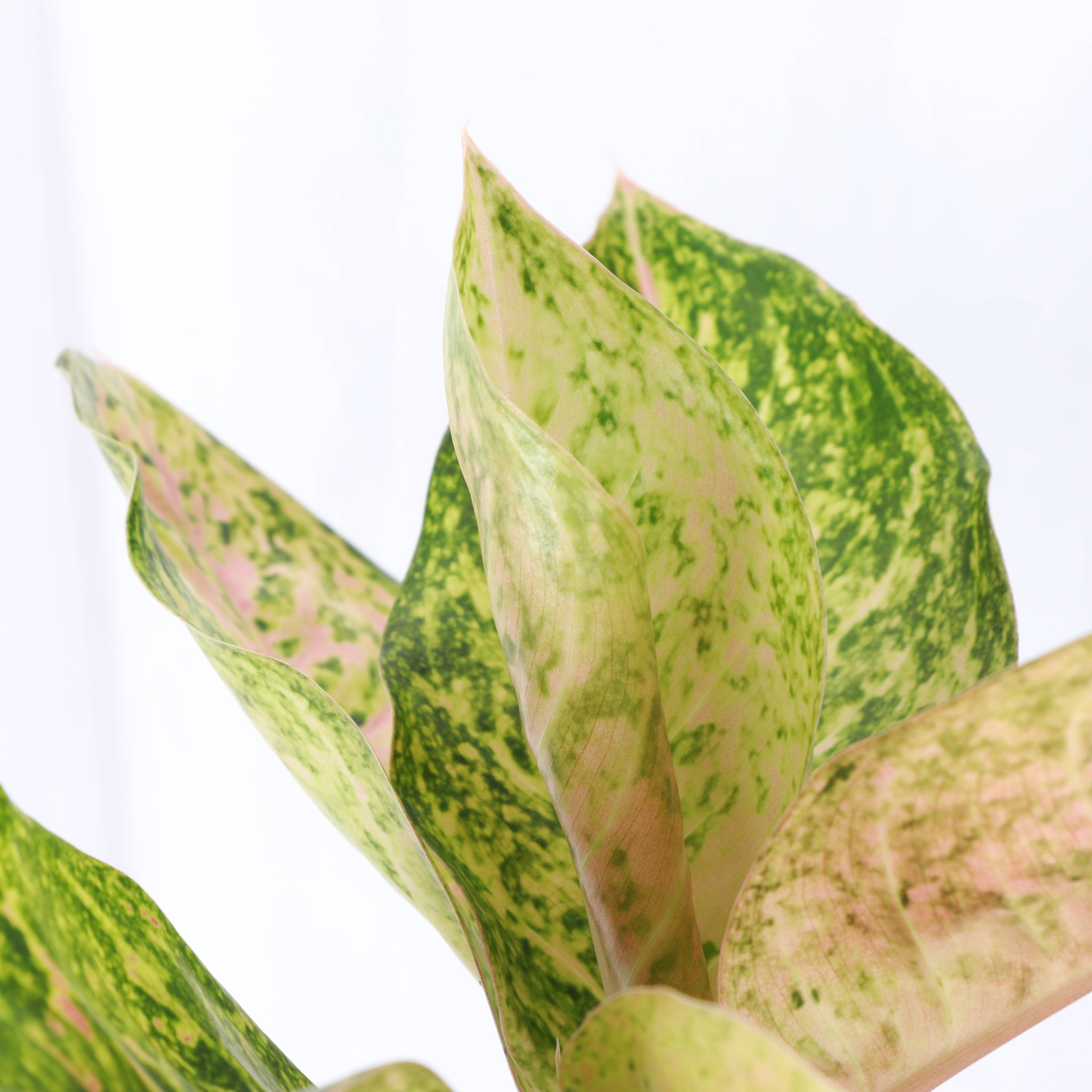 Thorsen's Greenhouse - Vente Plante - Aglaonema Dizzy Diamond - Plante vivante de 6 pouces5