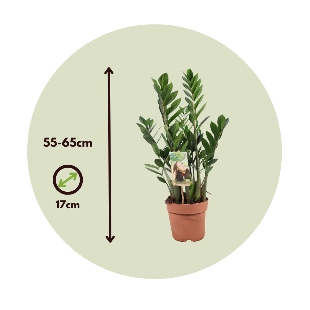 Oasis of Life - Wholesale Live Plant - Zamioculcas Zamiifolia – ZZ Plant / Emerald Palm – Height 55–65cm – Ø17cm – Easy-care houseplant for home & office2
