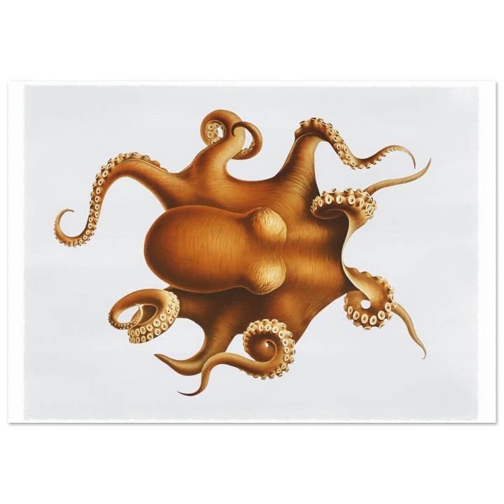 Vida marinha por atacado de Maison de Paloma