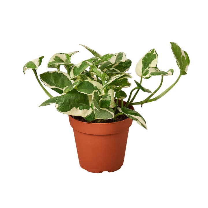 Pothos 'N'joy' para venta al por mayor de Rooted Treasures Farms