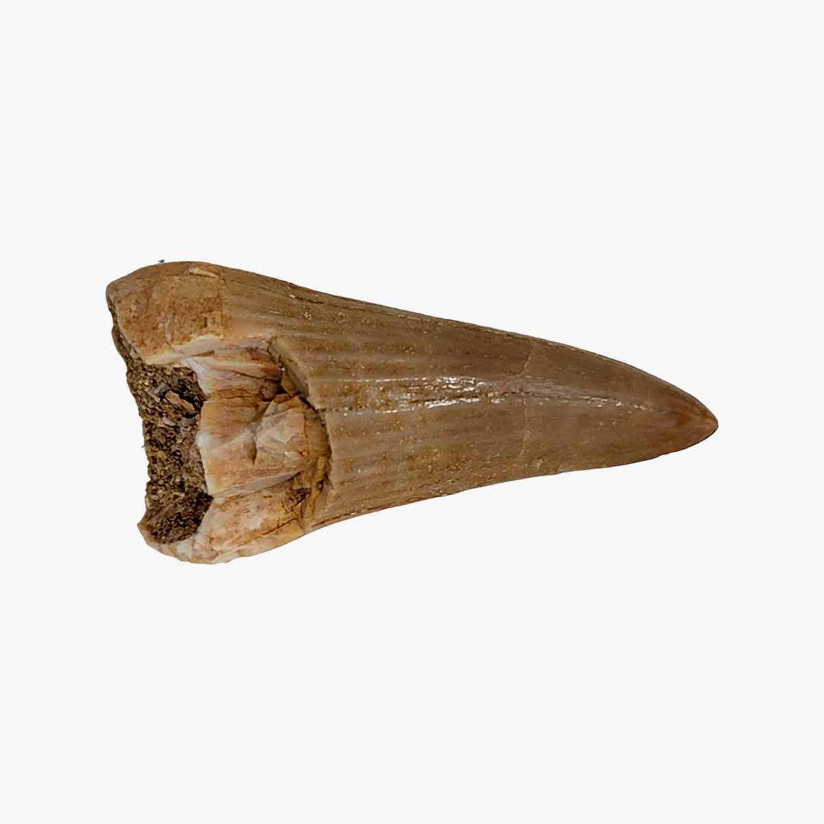 Lapidary Central - Wholesale Decorative Tabletop Object - Fossil Mosasaur Tooth Display Specimen!  Fossil Dinosaur Teeth!4