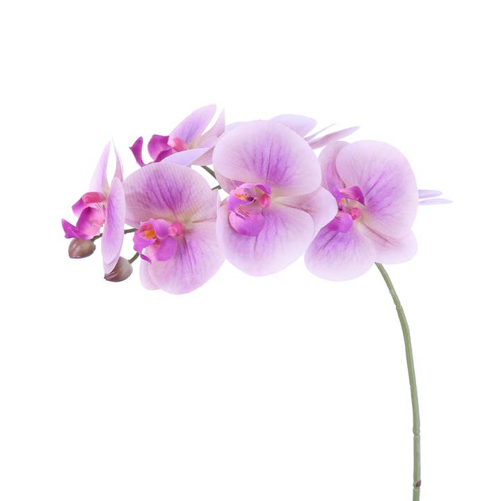 FL11791 PHALAENOPSIS SPx9F(NAT. TOUCH),46in for wholesale by Green Import Limited