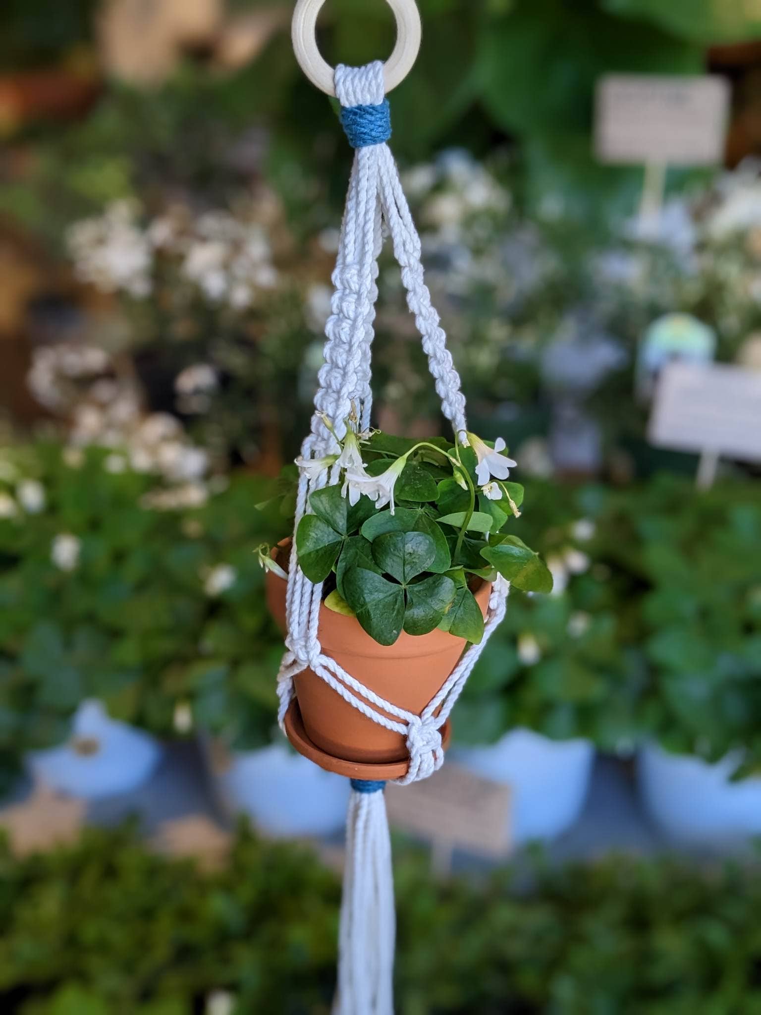 Leaf and Cord - Vente Jardinière suspendue - Cintre pour plantes en macramé - Le Petit9