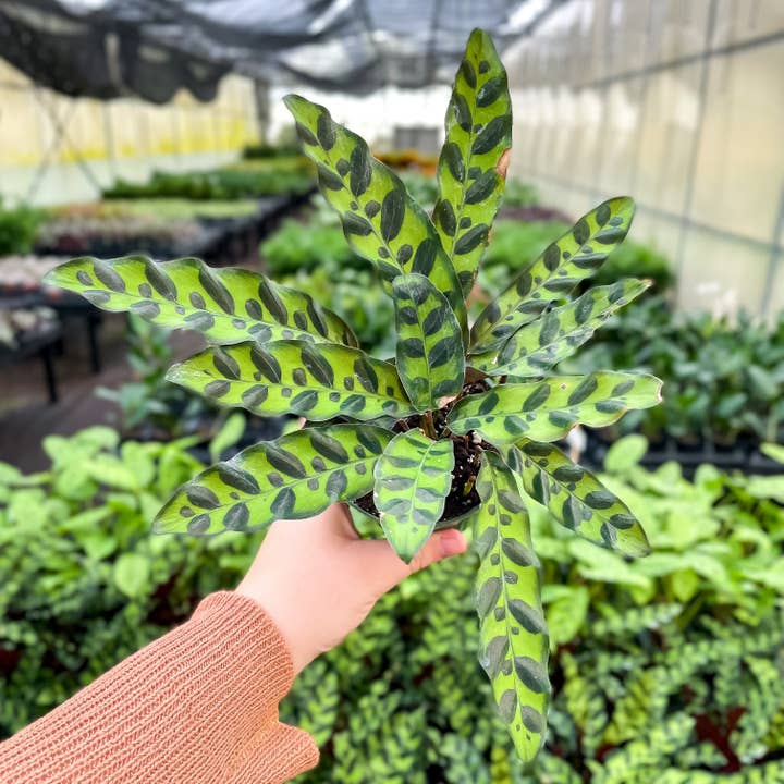Thorsen's Greenhouse - Wholesale Live Plant - Calathea Rattlesnake - Live Plant