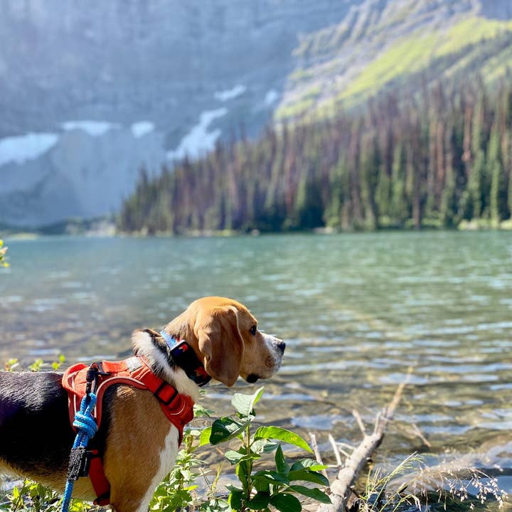 Rocky Mountain Dog – Engroshandel Hundesnor - Hund – Moraine hundetopsnor5