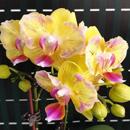 OrchidBox – wholesale Live plant – Phalaenopsis Golden Yuzu (peloric) 2.5"2