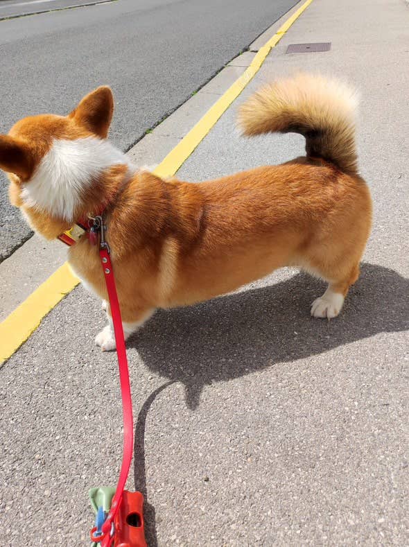 Splash By Happy - Wholesale Pet Collar - Dog - Biothane® clip necklace23