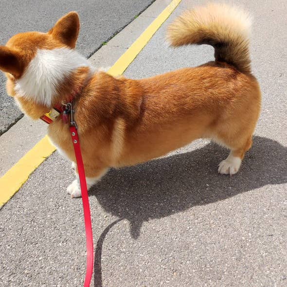 Splash By Happy - Wholesale Pet Collar - Dog - Biothane® clip necklace23