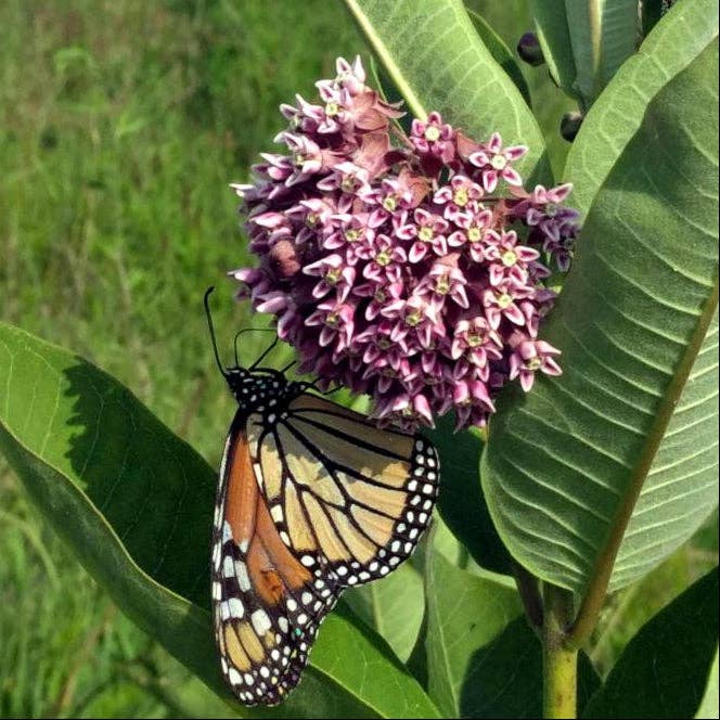 Sow True Seed - Wholesale Plant Seeds - Milkweed Seeds - Common