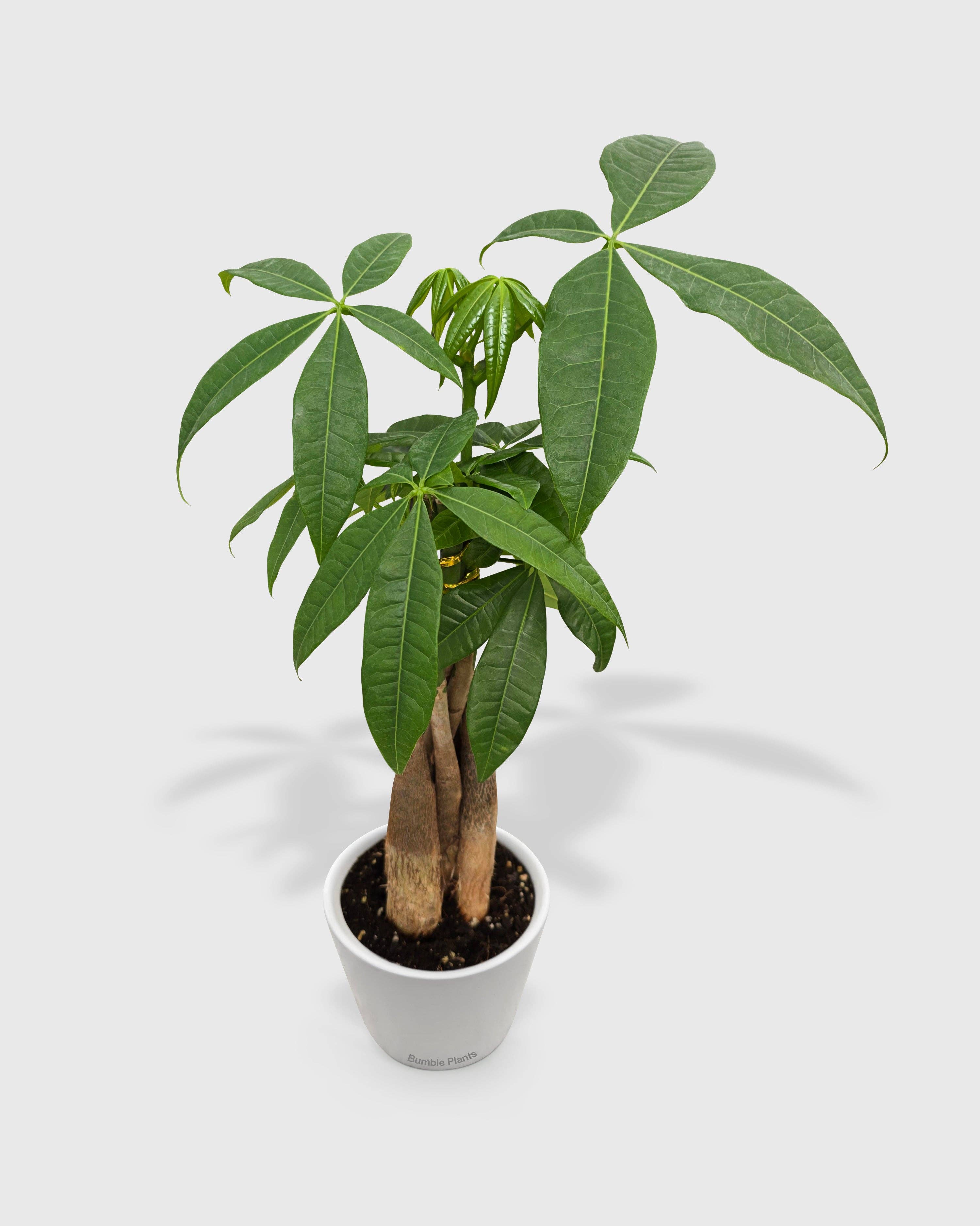 Bumble Plants - Vente Plante - Galon Pachira Money Tree « Châtaigne de Guyane »1