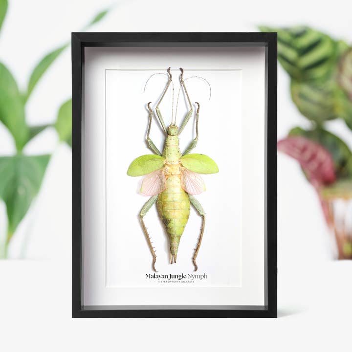 Curated Studio - Venta al por mayor Papel pintado 3D - Marco para taxidermia con forma de ninfas, insectos e insectos de la selva malaya
