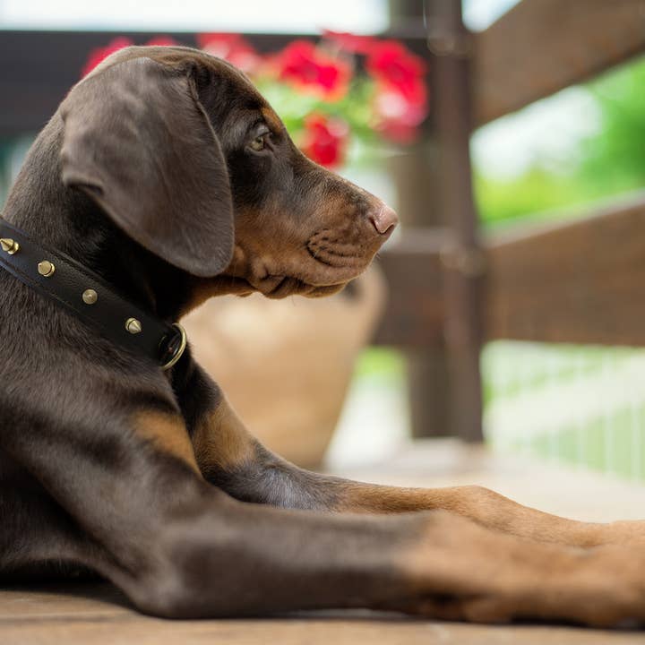 Angel Pet Supplies Inc. – Engroshandel Halsbånd - Hund – Rotterdam Spiked hundehalsbånd af ANGEL™