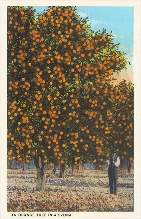 Found Image Press - Wholesale Sticker - Sticker AZ-483 Orange Grove0