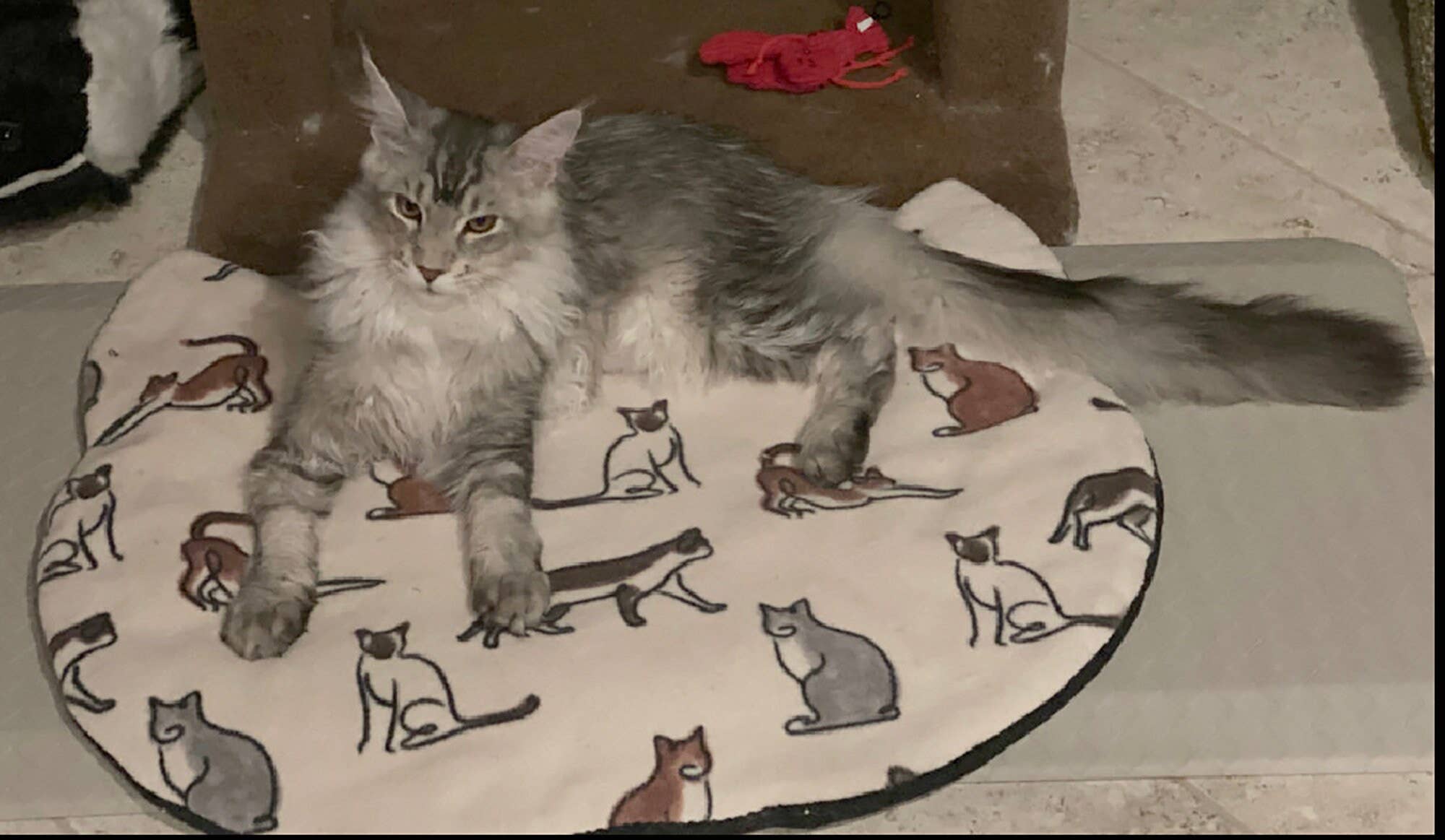 Screaming Pickles - Wholesale Pet Bed - Cat/Dog - Handmade Pet Bed/Mat Cat Head1