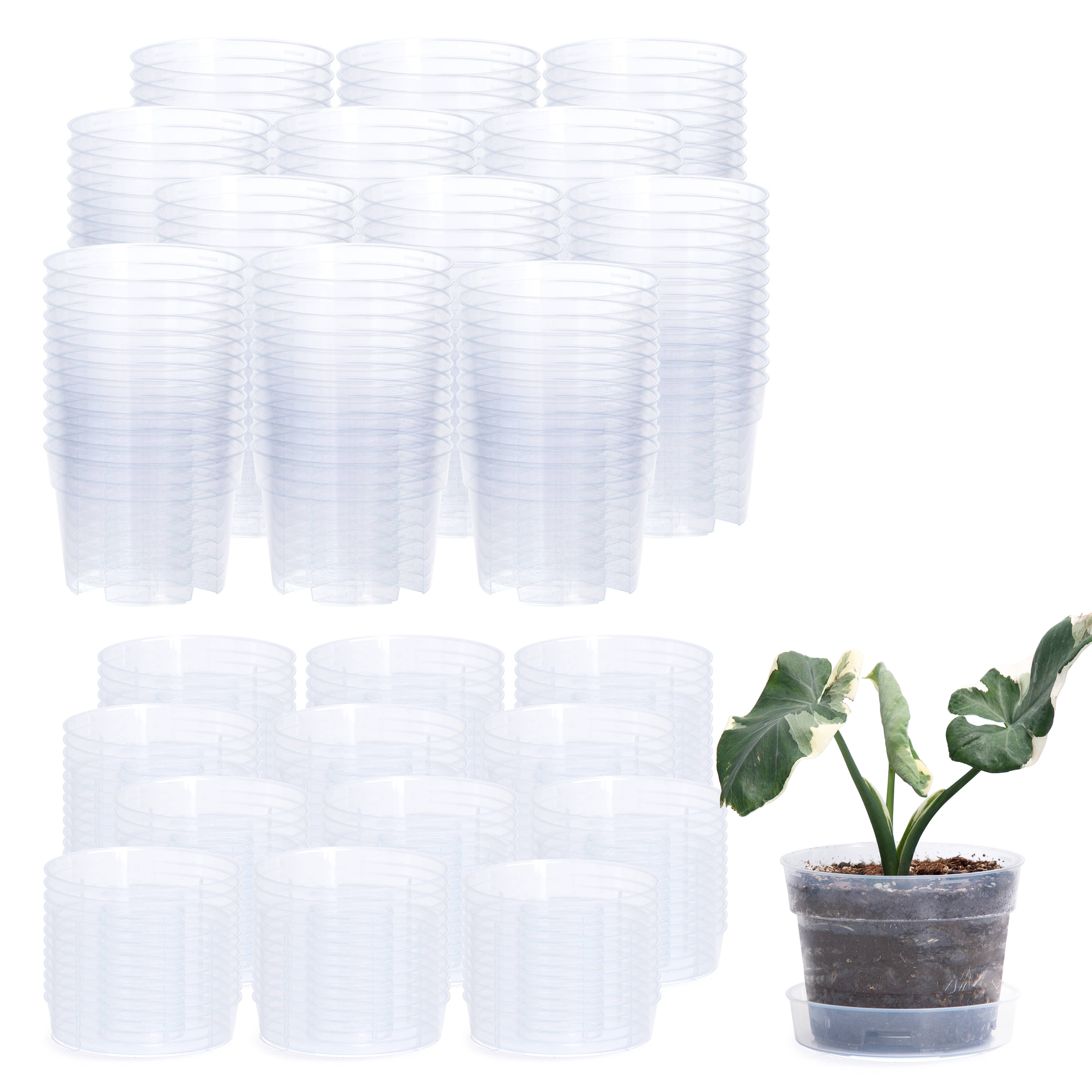 D'VINE DEV - Wholesale Plant Pot - Clear Nursery Pot with an Interlocking Saucer, 6" X 4.25"2