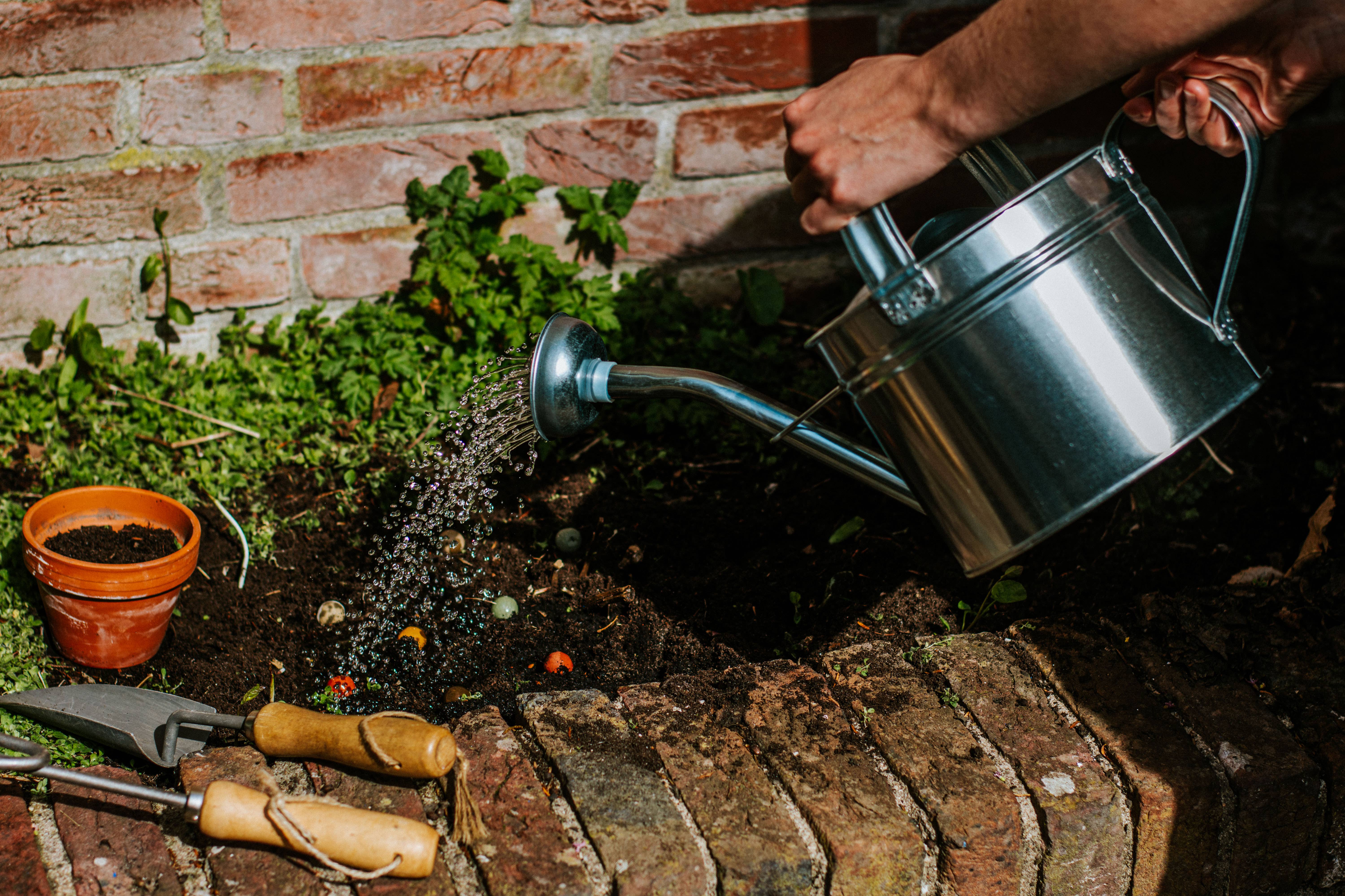 Blossombs - Vendita all'ingrosso Semi di piante - Regalo biologico « Dear Teacher » con 2 bombe di semi2