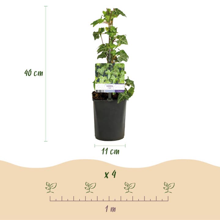Oasis of Life - Wholesale Live Plant - Climbing Plant Set "Rainbow" – 4 Plants – Clematis montana Rubens, Hedera helix, Lonicera Goldflame, Campsis Madame Galen – Colorful Blooming & Evergreen – Ø11 cm – Height approx. 40 cm8