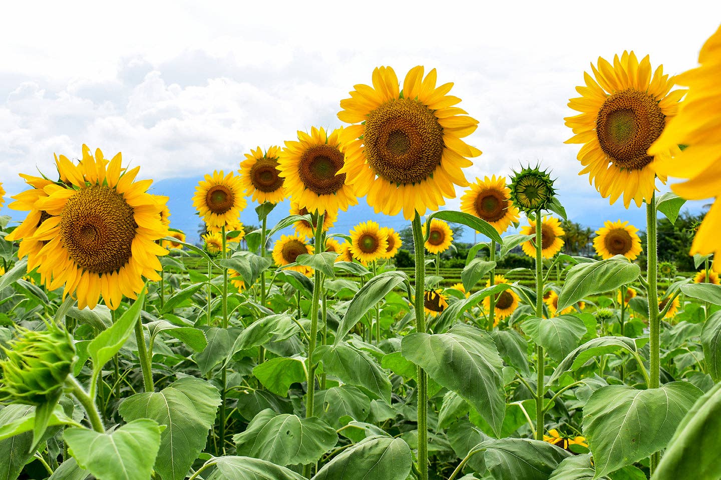 Bentley Seed Co. - Wholesale Plant Seeds - Sunflower, Mammoth Seed2