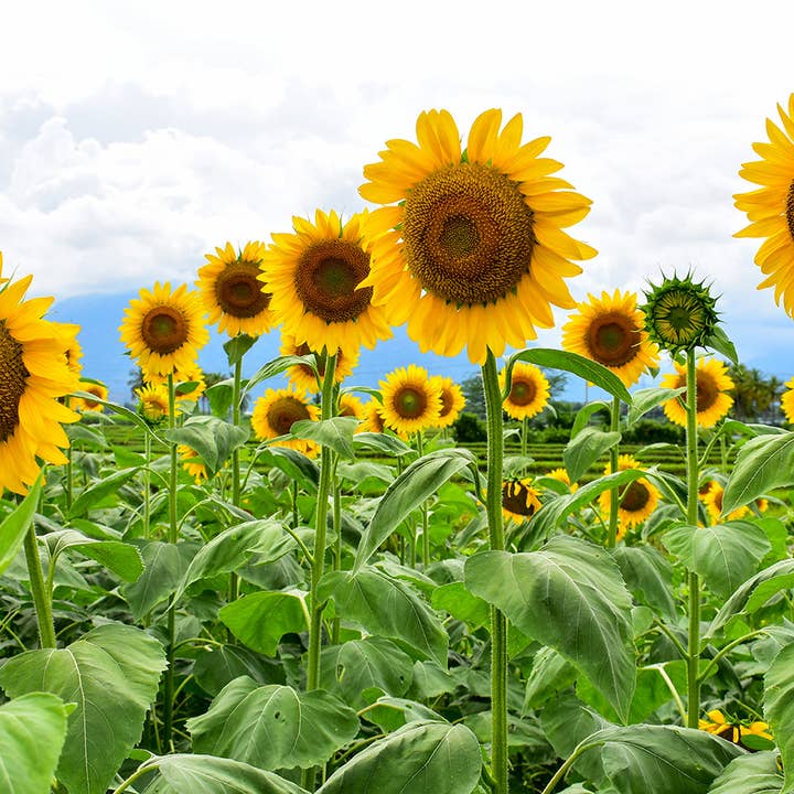 Bentley Seed Co. - Wholesale Plant Seeds - Sunflower, Mammoth Seed2