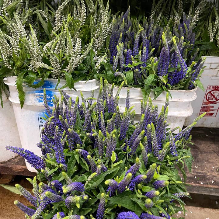 Self-Care Shower - Wholesale Fresh cut flowers - Veronica Blue & White - Fresh Cut Flowers1