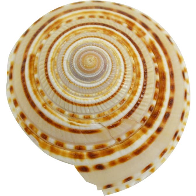 Sundial Snail 1-1.25" for wholesale by HS Seashells