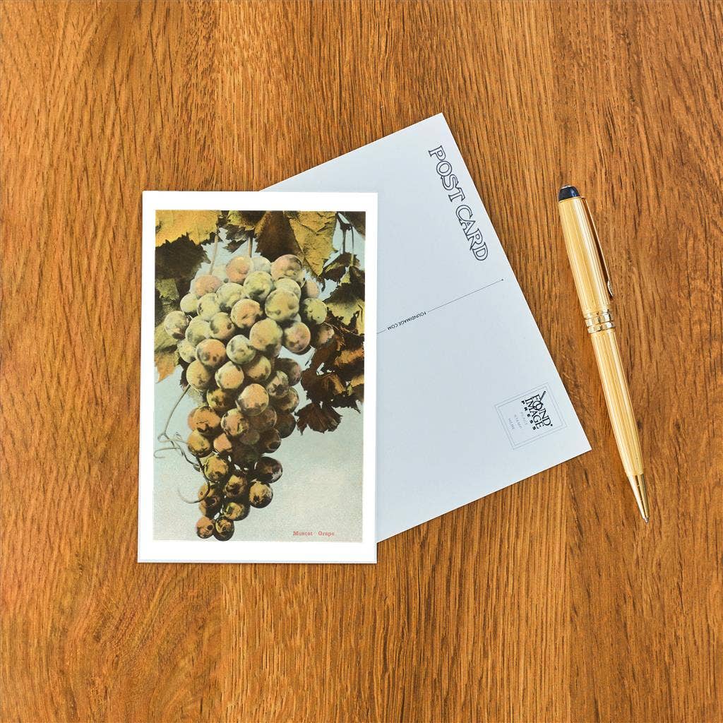 Found Image Press - Wholesale Postcard - Postcard FR-24 Muscat Grapes1