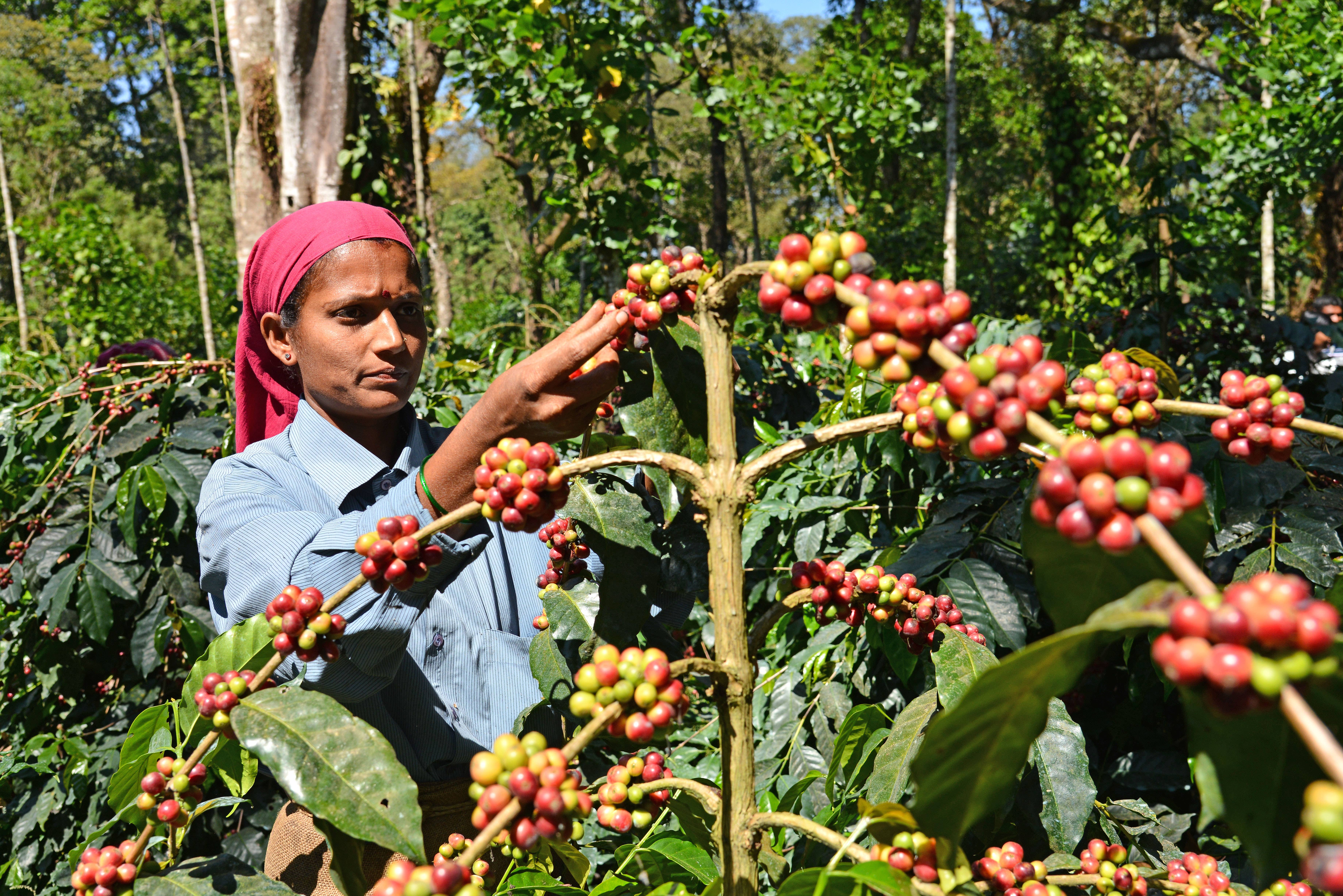 Kaveri Coffee Works - Wholesale Coffee Beans - BRIGHT | Kerkeicoondah | Medium-Light Roast3