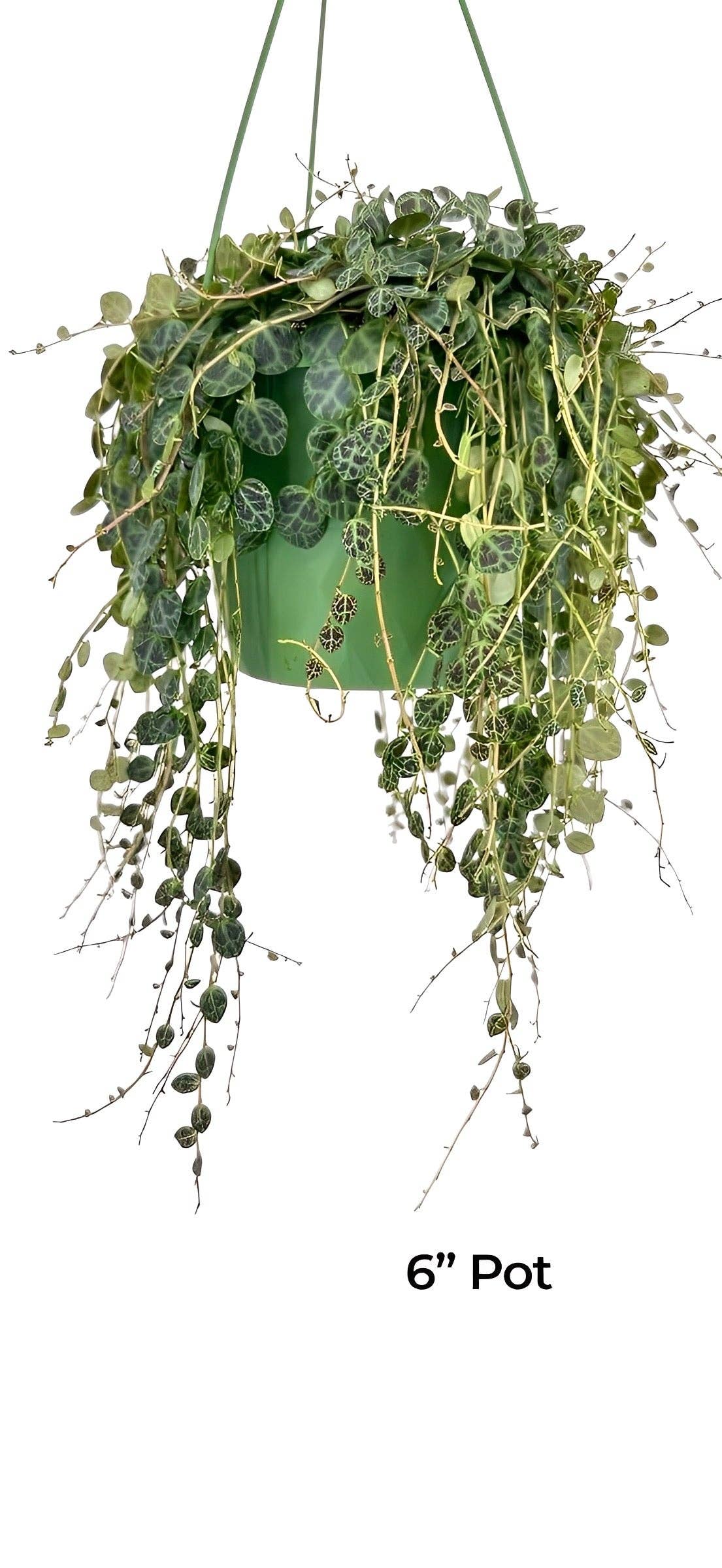 Plant Vault - Wholesale Live Plant - String of Turtles2