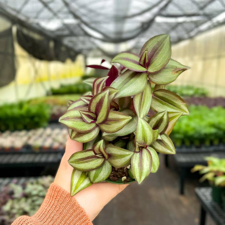 Thorsen's Greenhouse - Wholesale Live Plant - Tradescantia Zebrina - Live Plant