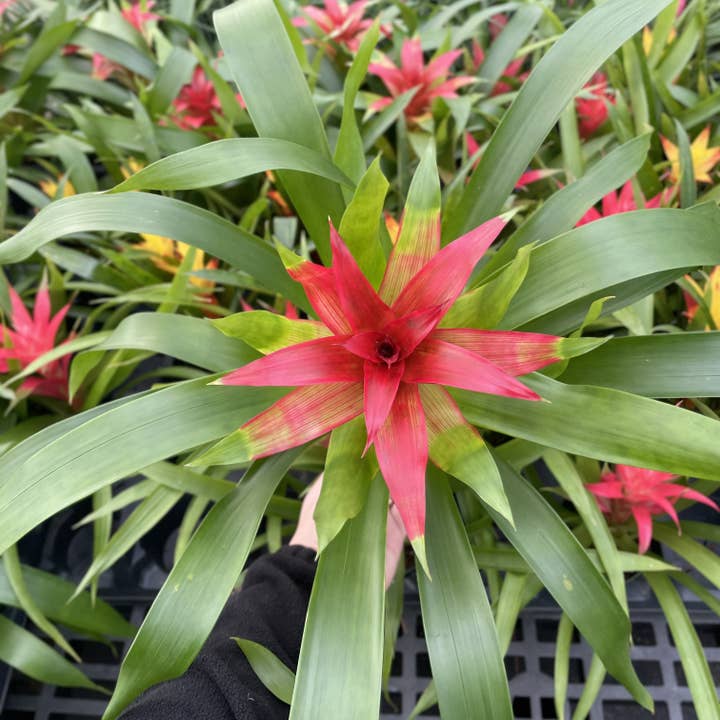Thorsen's Greenhouse - Wholesale Live Plant - Bromeliad Guzmania- 4" Live Plant - Assorted1